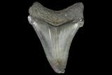 Chubutensis Tooth From Virgina - Megalodon Ancestor #97675-1